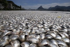 dead fish rio de janeiro